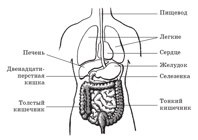 Внутренние органы человека схема расположения 2 класс