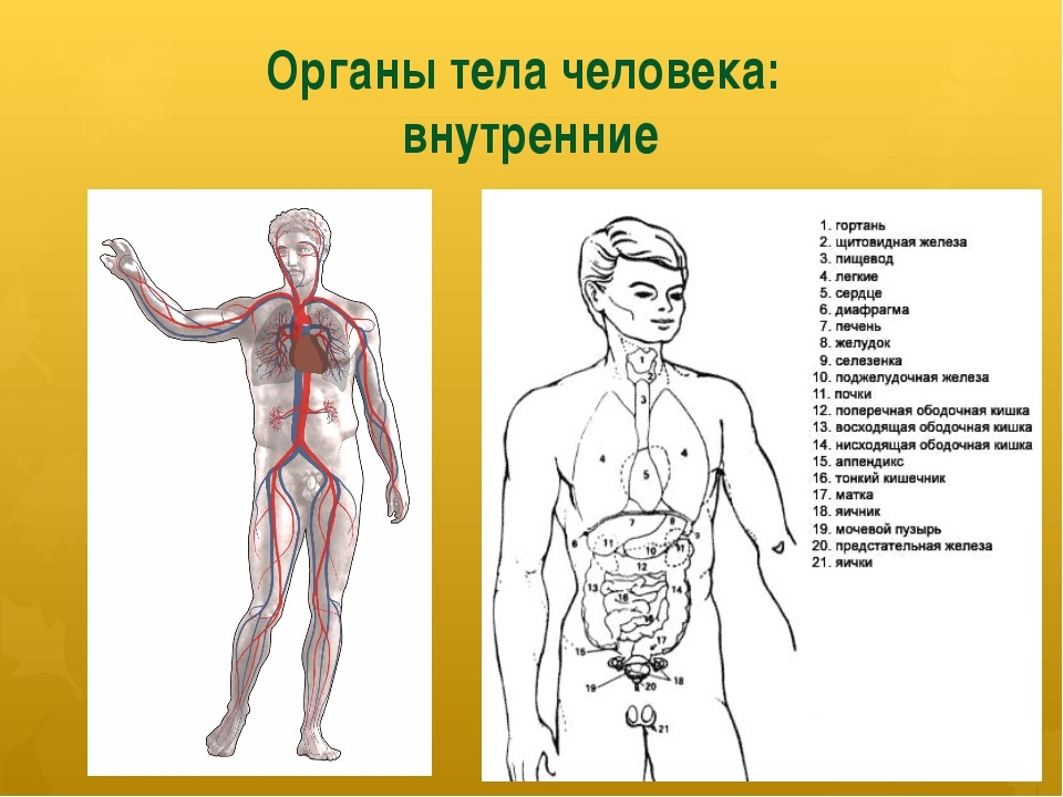 Расположение тела человека. Организм человека схема. Строение органов человека. Тело человека внутренние органы.