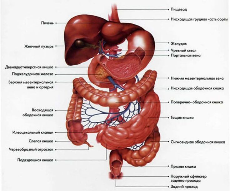 Желудок человека расположение в картинках