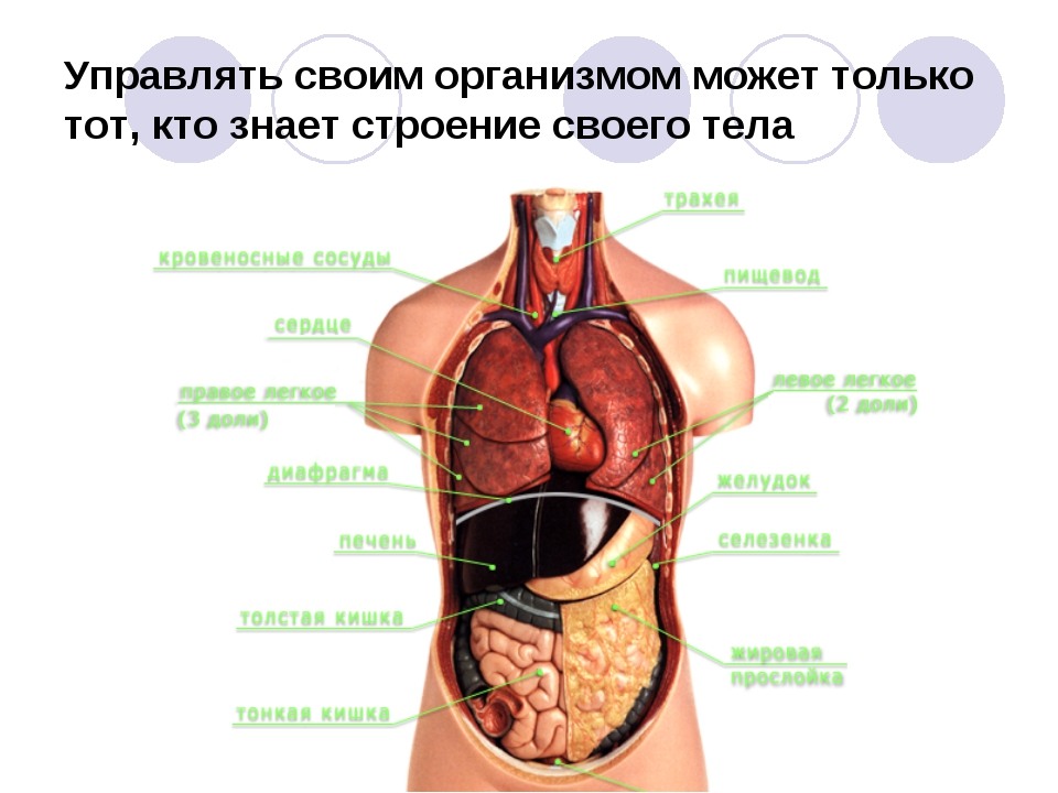 Схема внутренних органов человека в полный рост