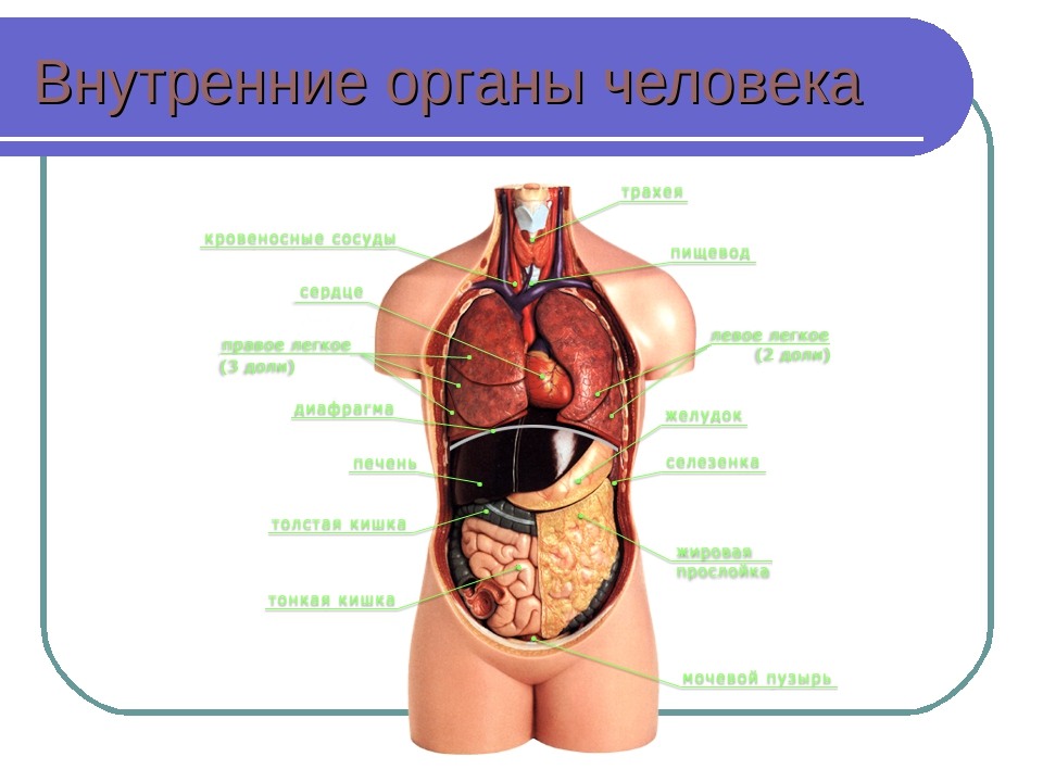 Карта органов человека мужчины