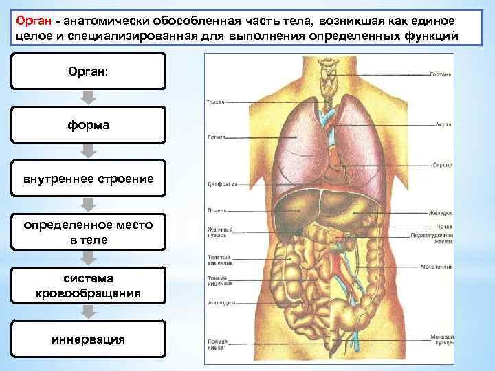 Схема внутреннего строения человека органы расположение фото