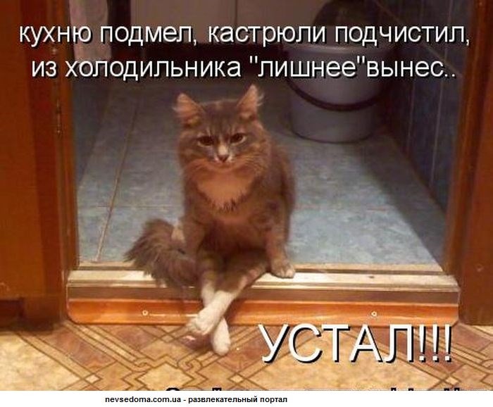 Коты смешные картинки с надписями до слез