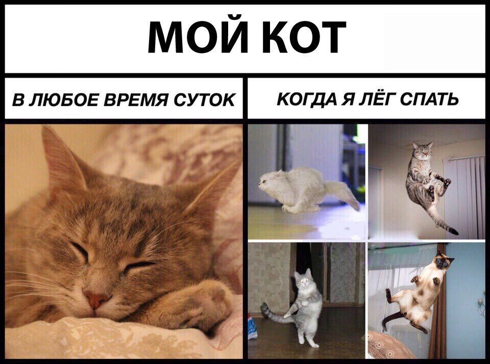 Смешные картинки с котами мемы без надписей