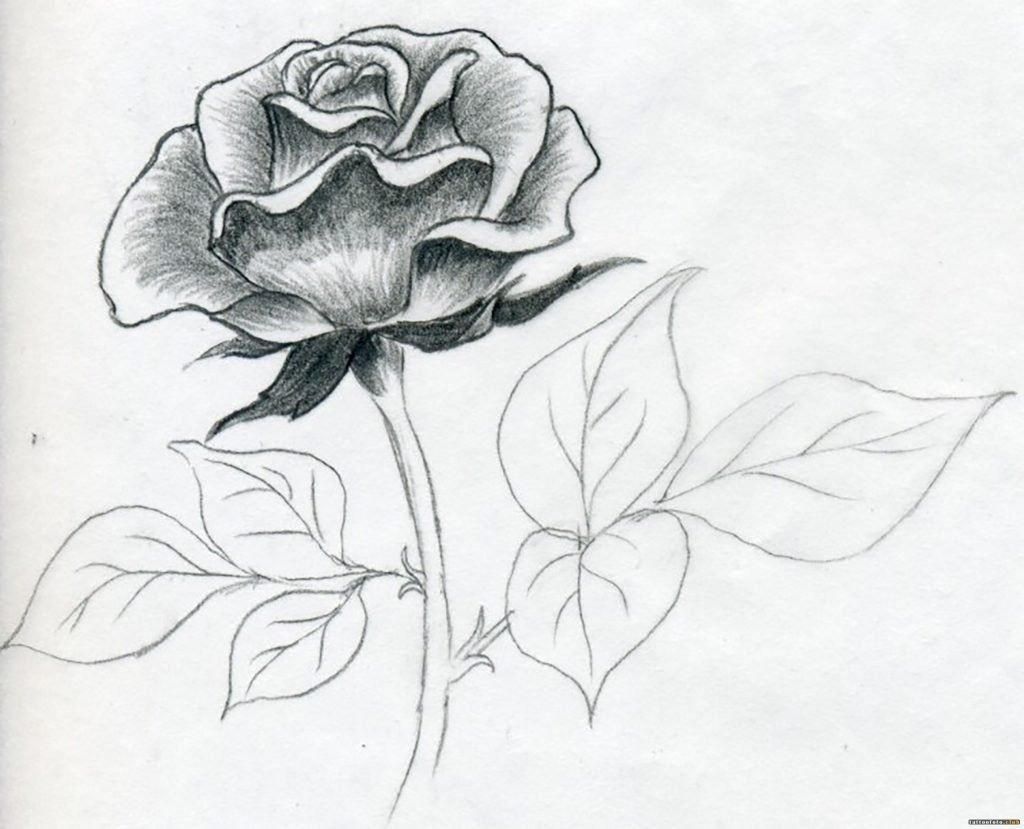 Красивые рисунки карандашом цветы