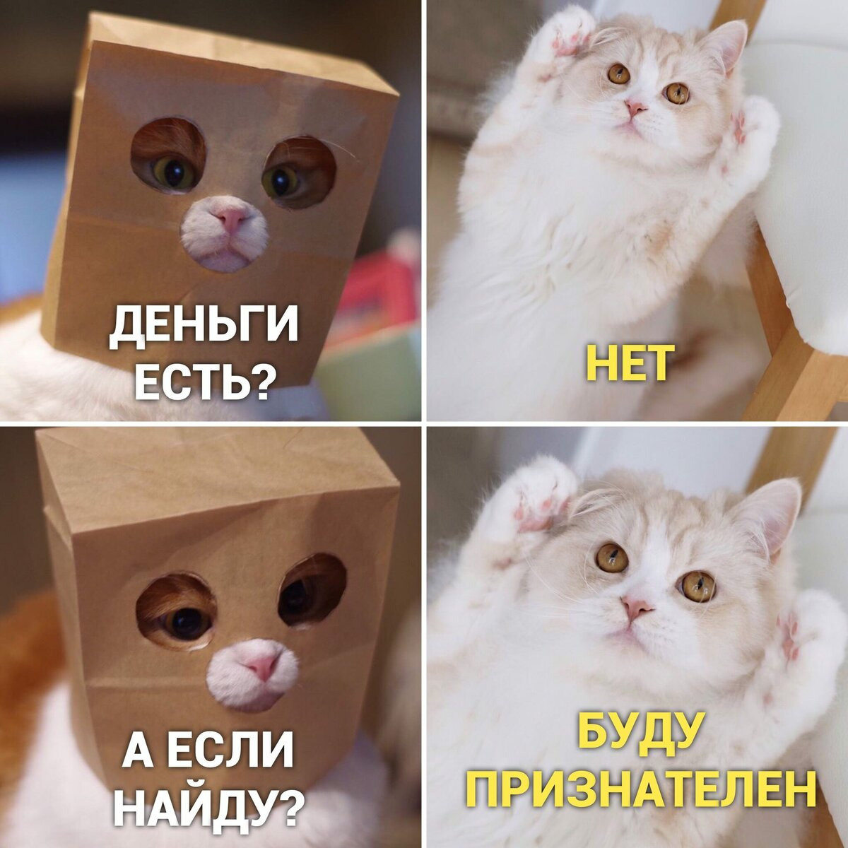 Котенок картинка мем