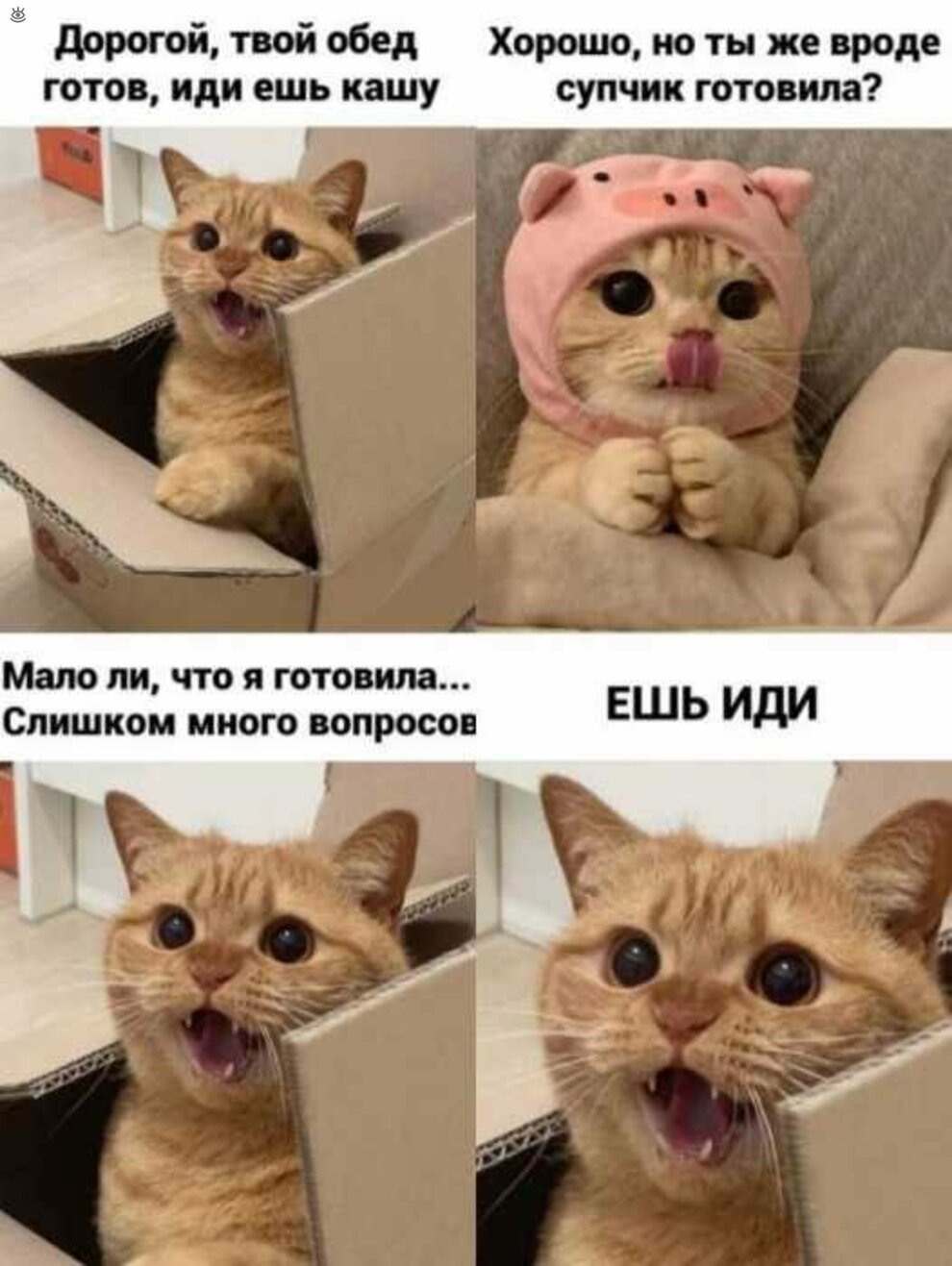 Мемы котиков. Мемы с котами. Мемо с котами. Кот Сема. Кот Мем.