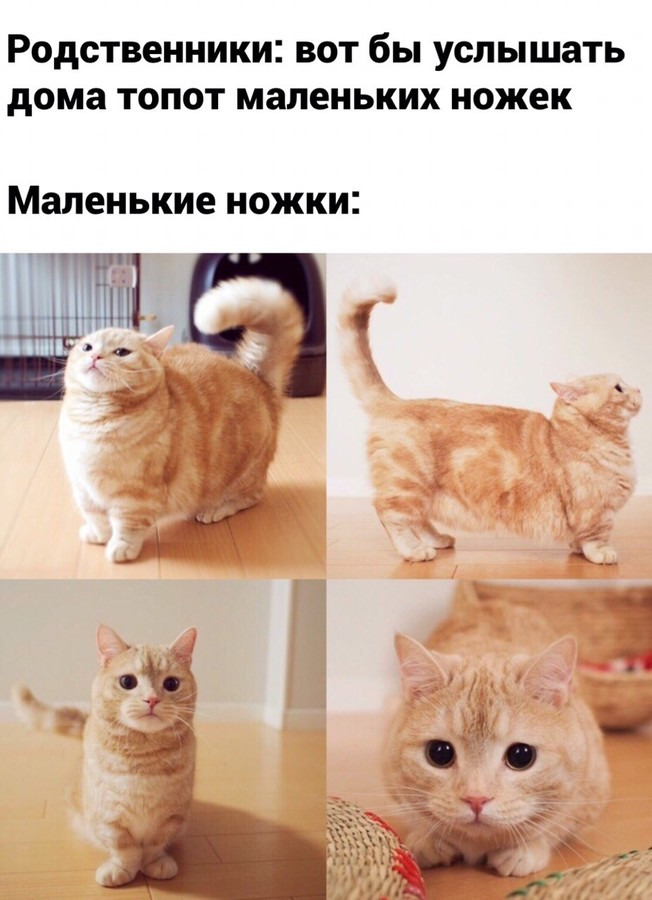 Смешные картинки с котиками мемы