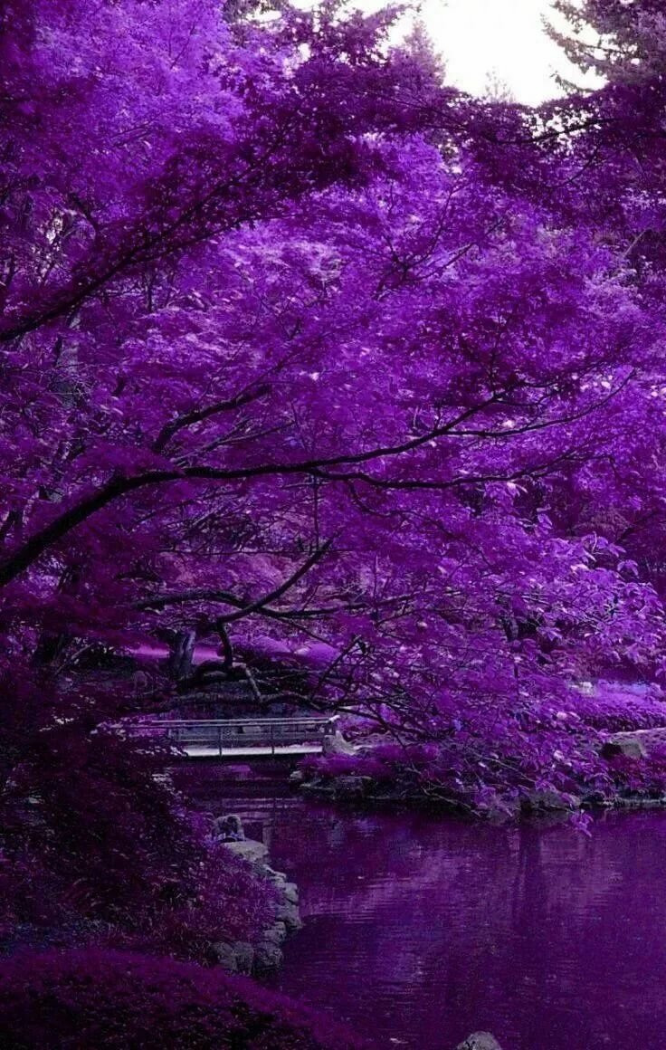 красивые картинки лилового цвета