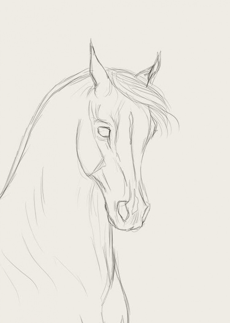 Рисование морды лошади