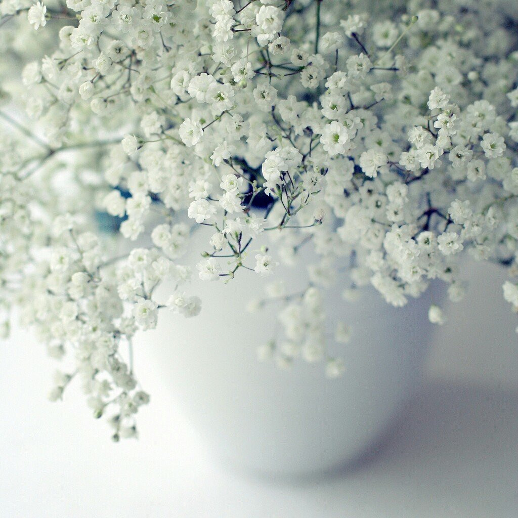 Gypsophila elegans