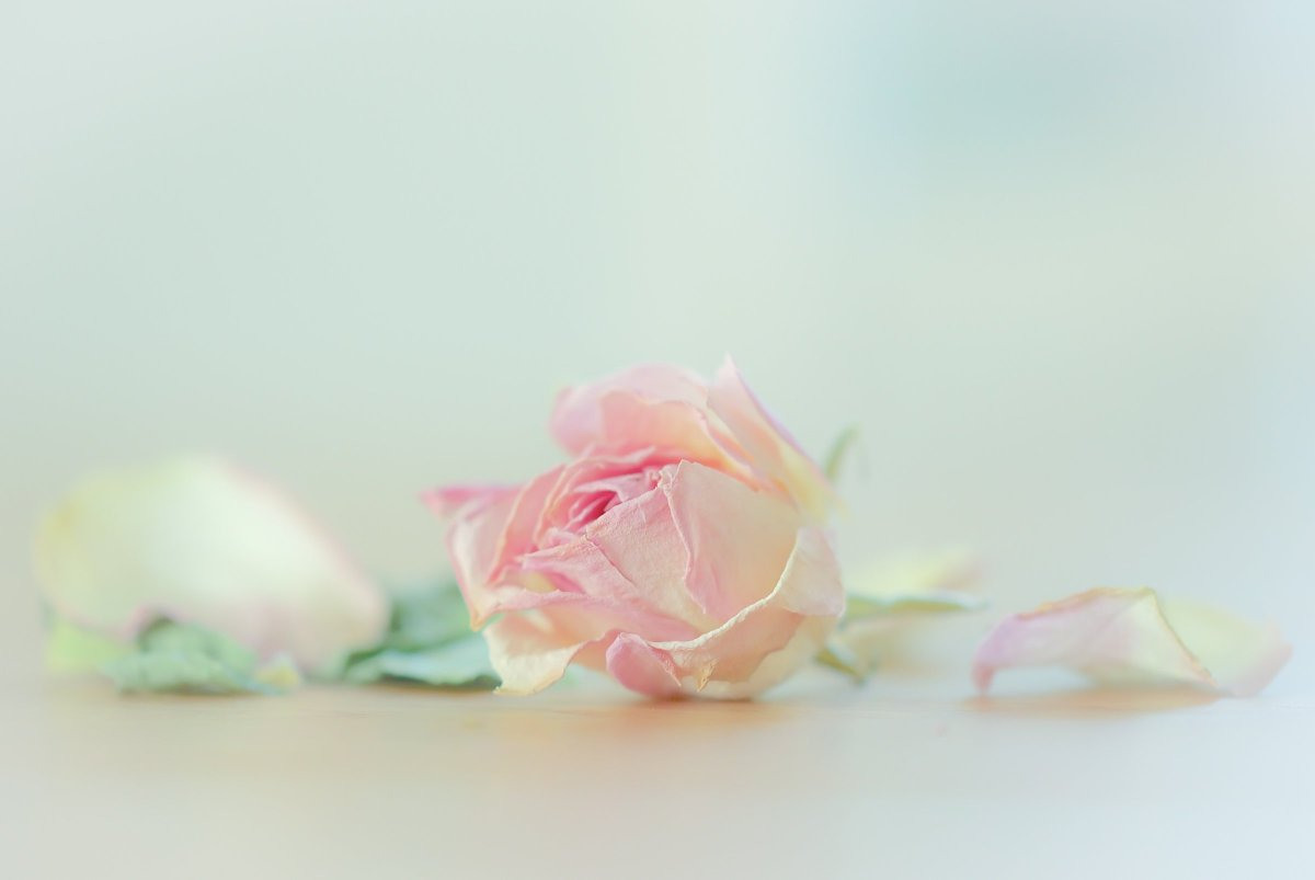 Фон розовые цветы нежные