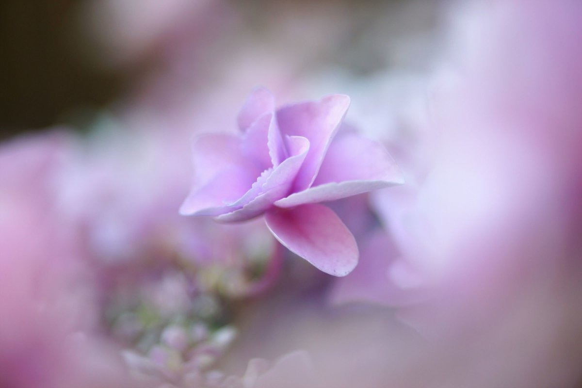 Нежно Фиолетовые Цветы