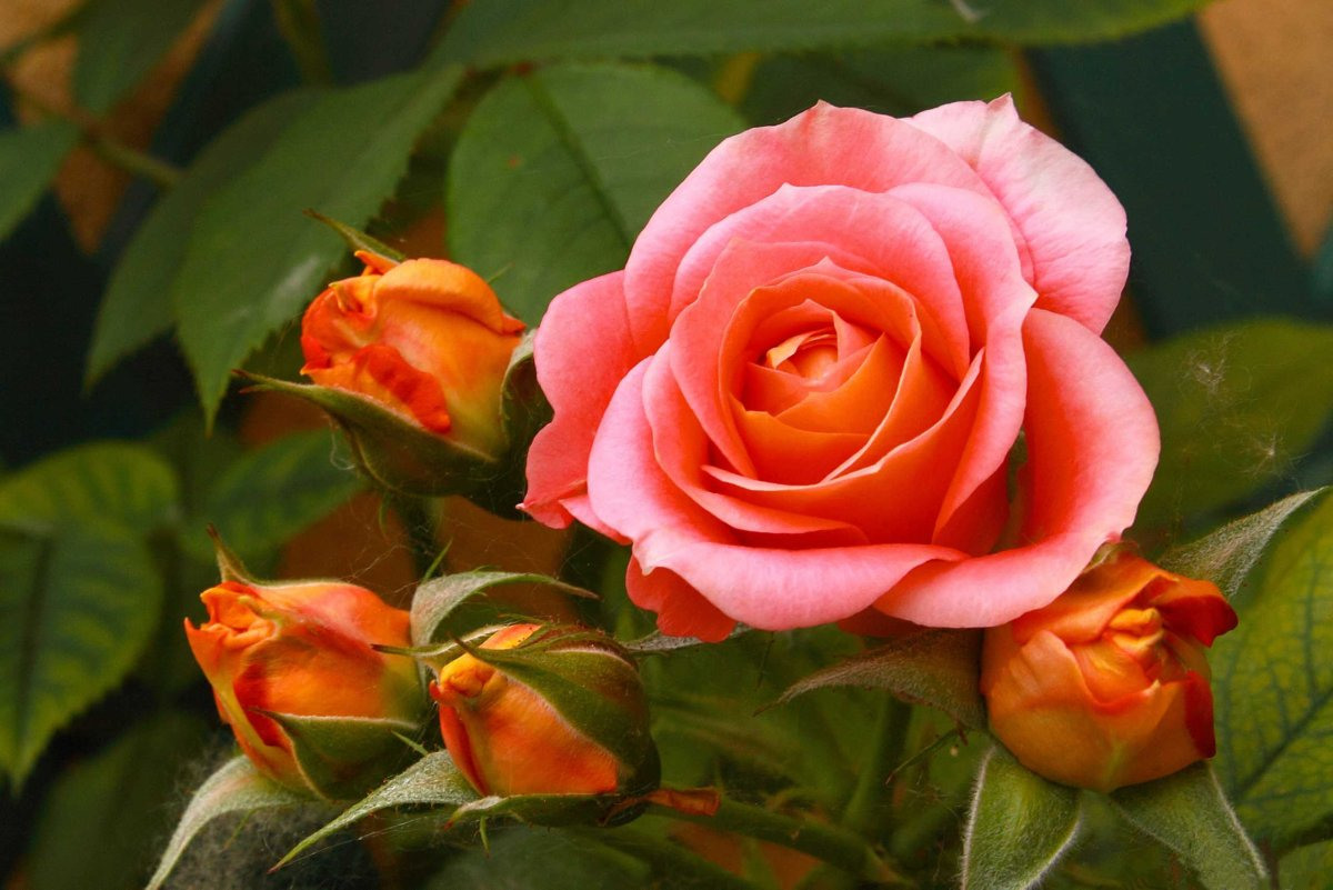 очень красивые розы фото