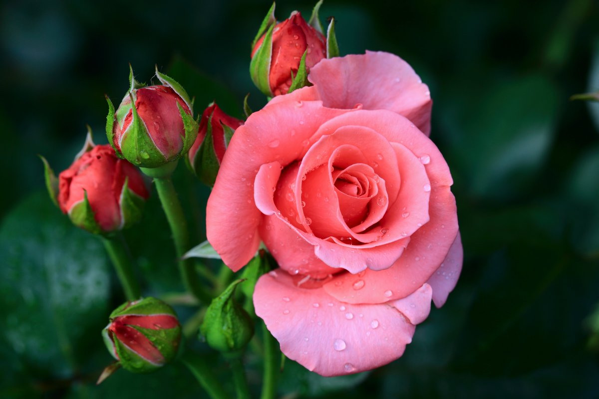 Розы Красивые