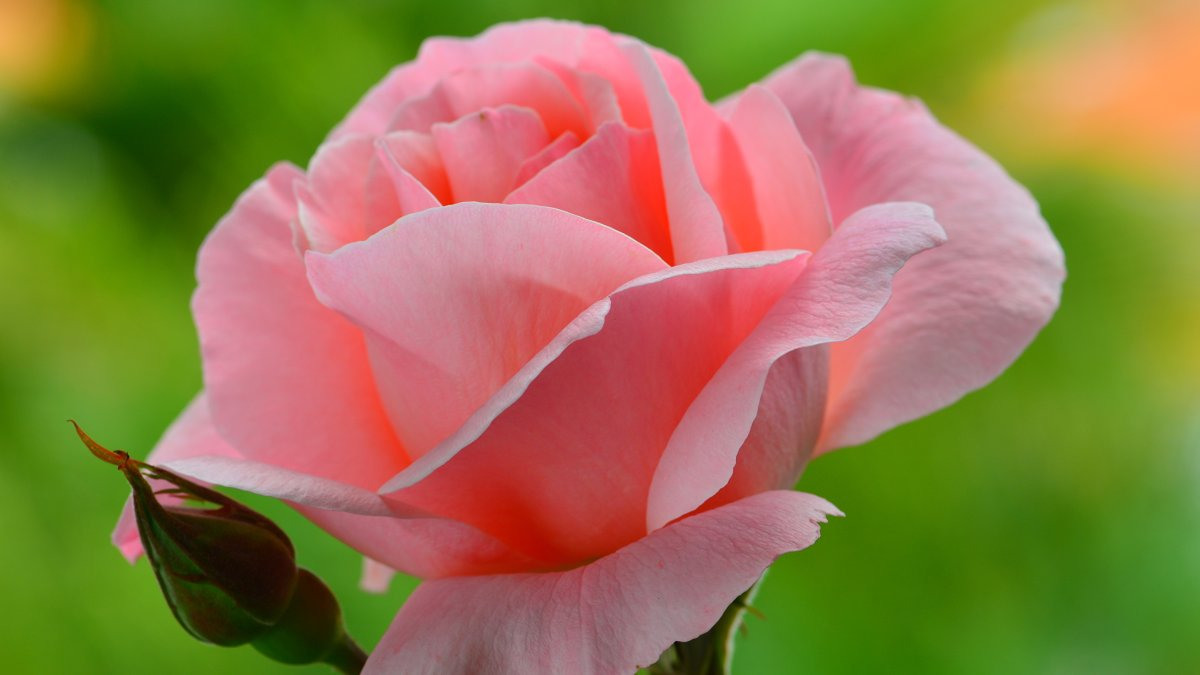 розы картинки красивые живые настоящие
