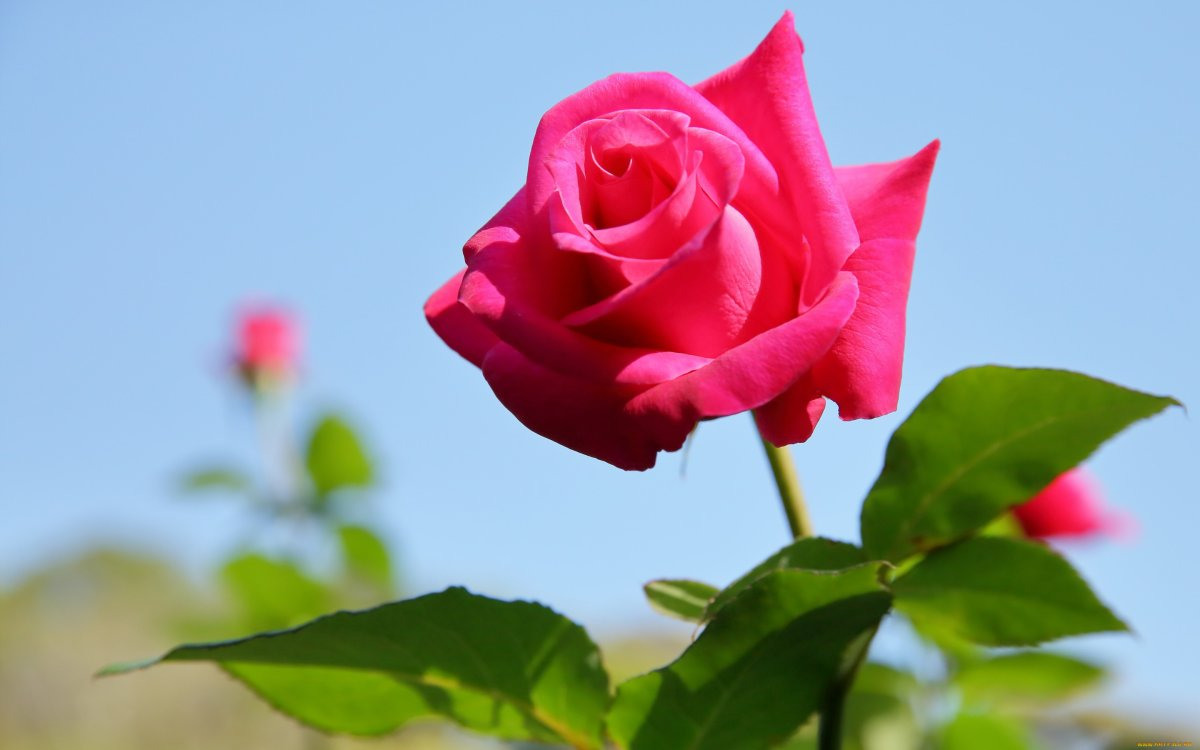 красивые цветы фото хорошего розы