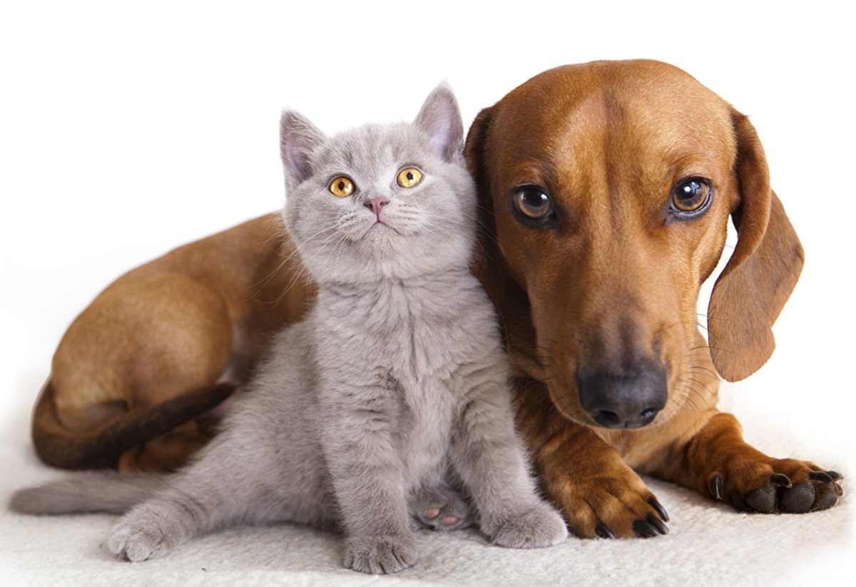 Разные породы кошек и собак