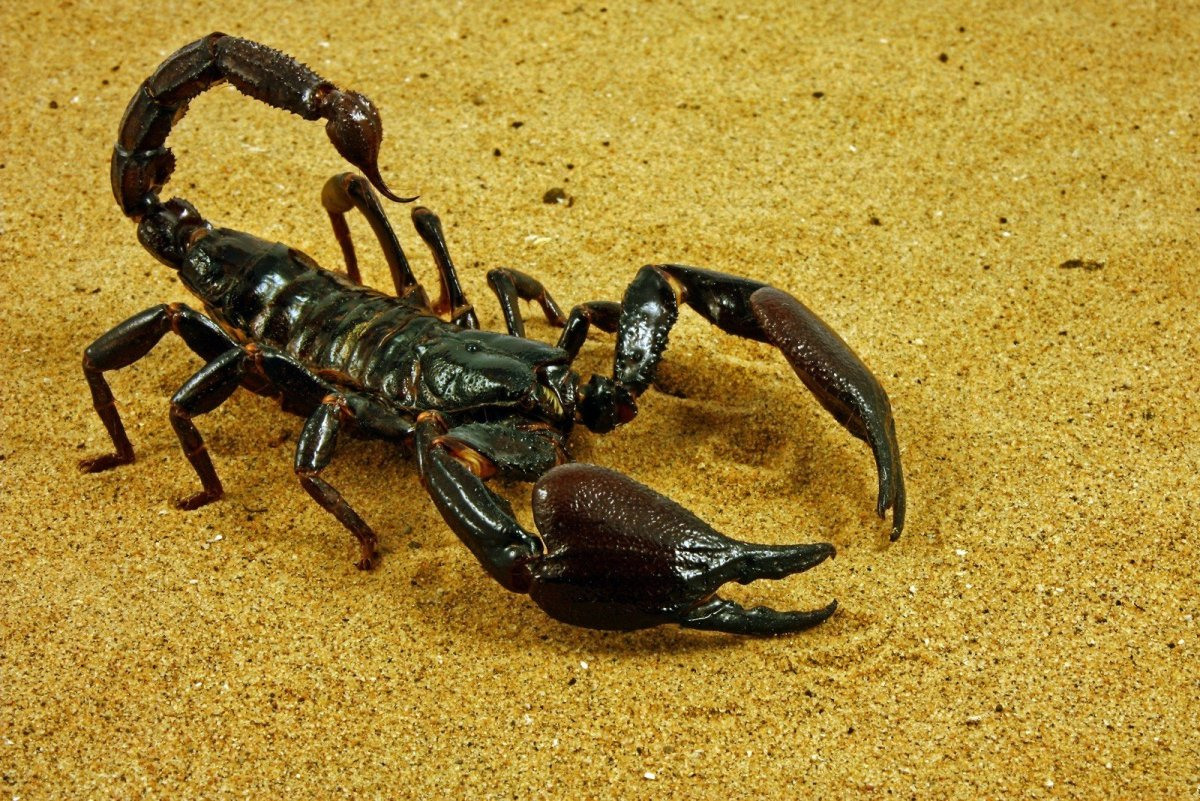 Виды скорпионов названия и фото