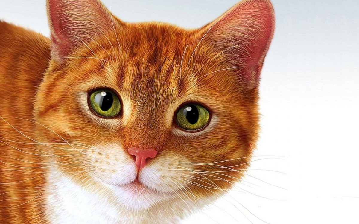 Фоновый рисунок рыжий кот
