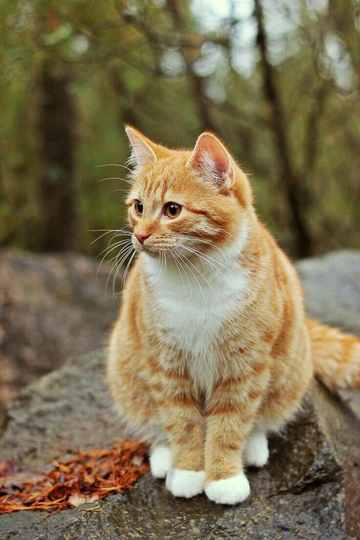 кельтский кот рыжий фото