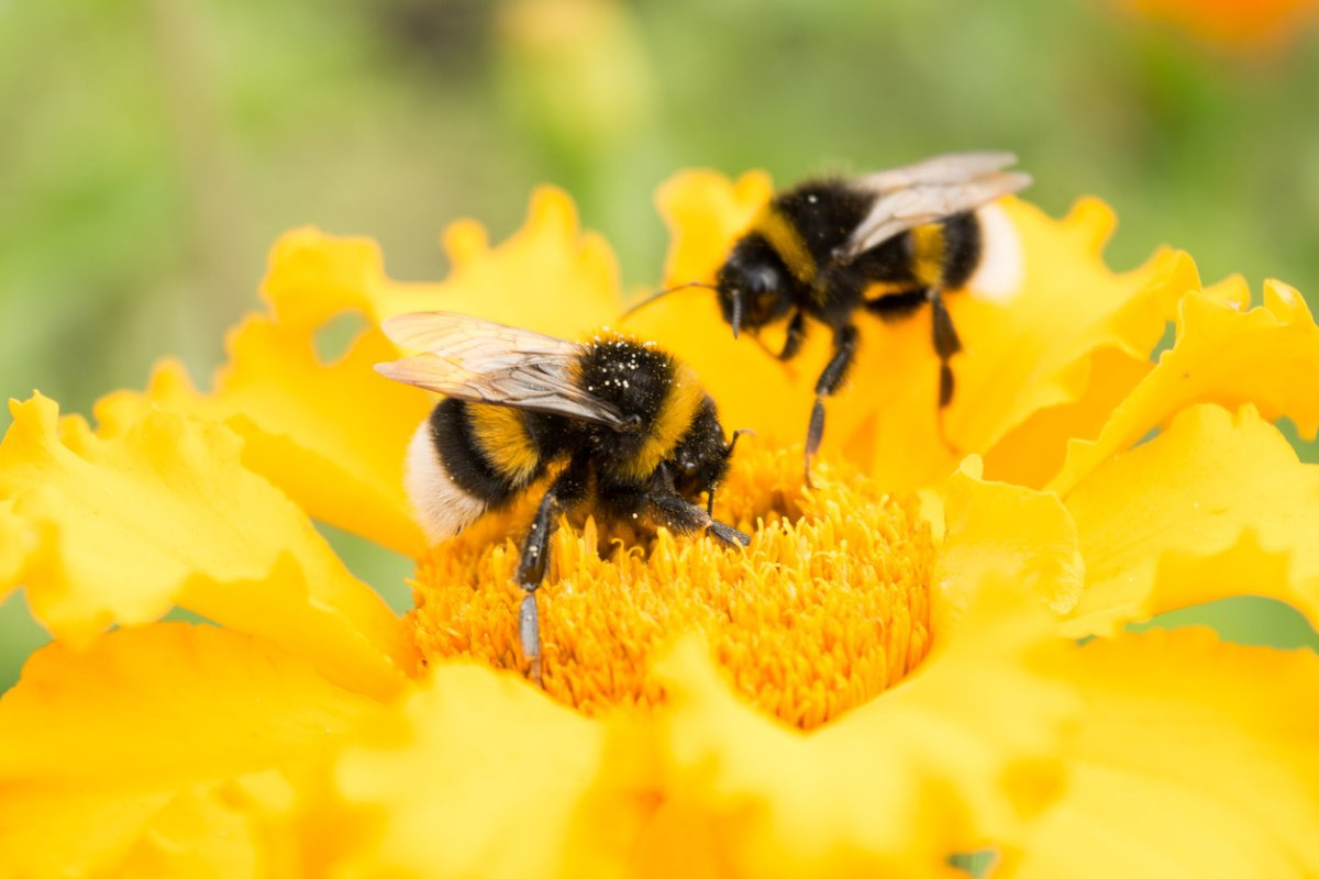 Пчелы опыляют растения