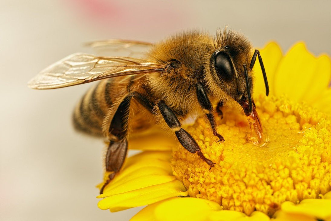 пчела в полете фото крупным планом