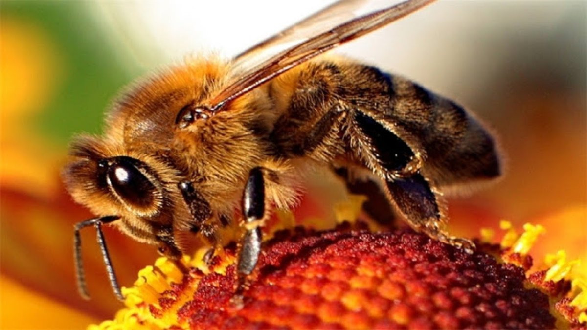 Гималайская медоносная пчела