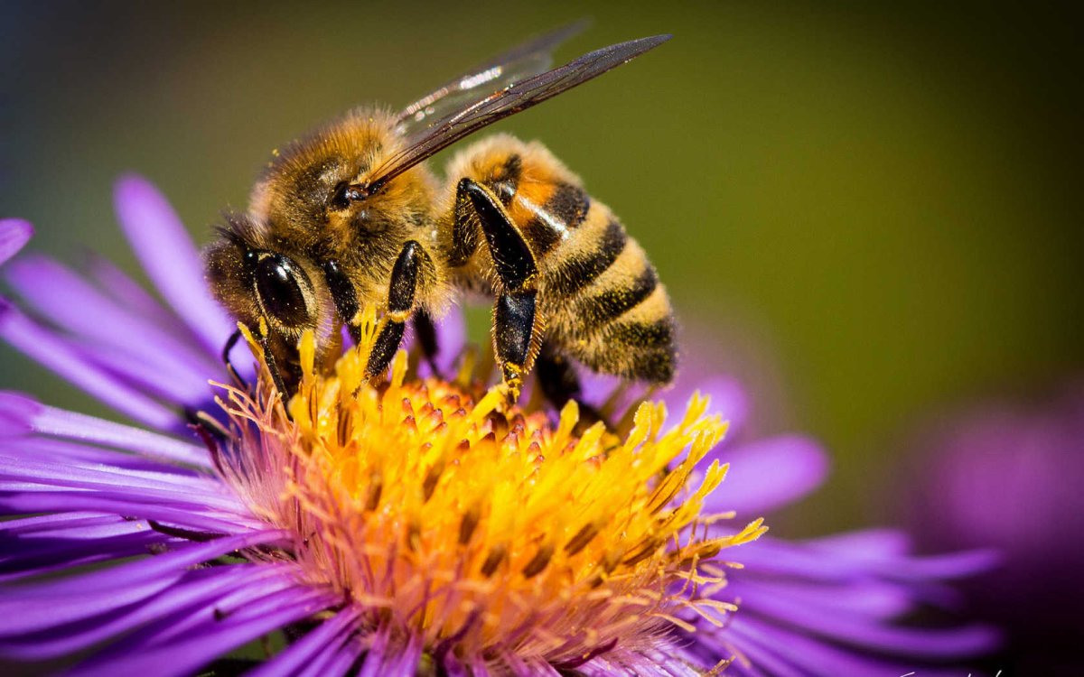 Фото пчелы на цветке крупным