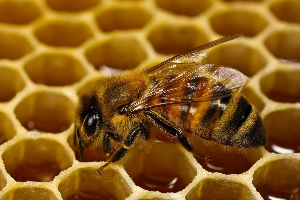 Медовая пчела медоносной пчелы
