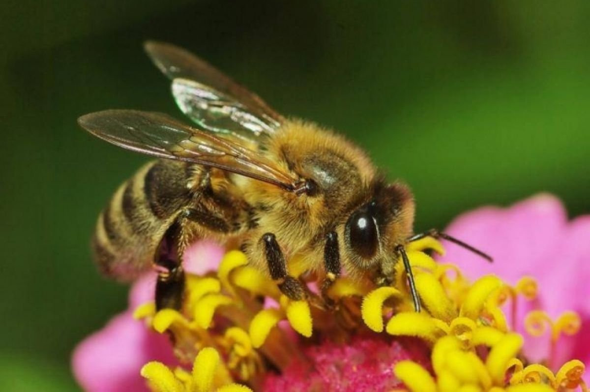 Среднерусская пчела анфас