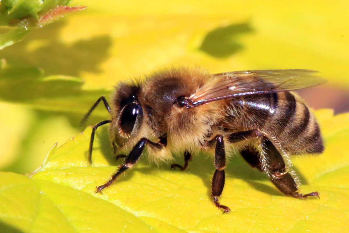 Пчела мохнатоногая