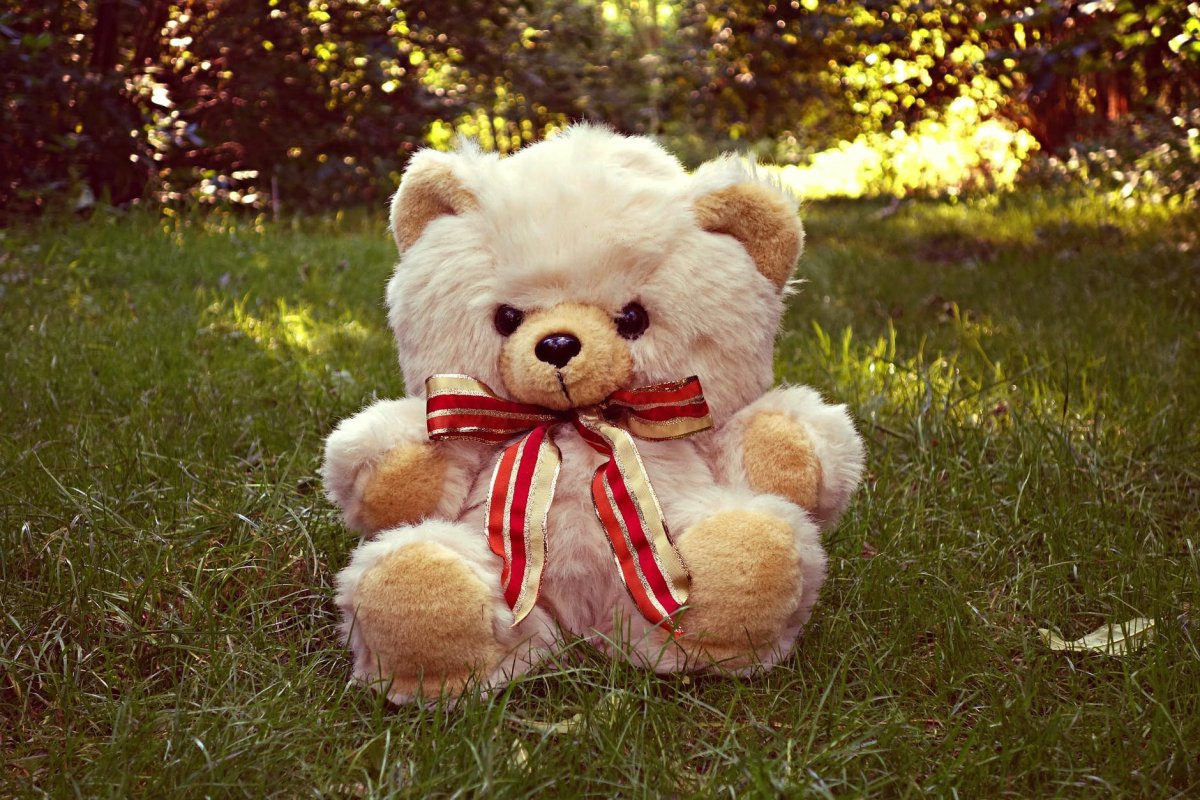 Фото teddy bear