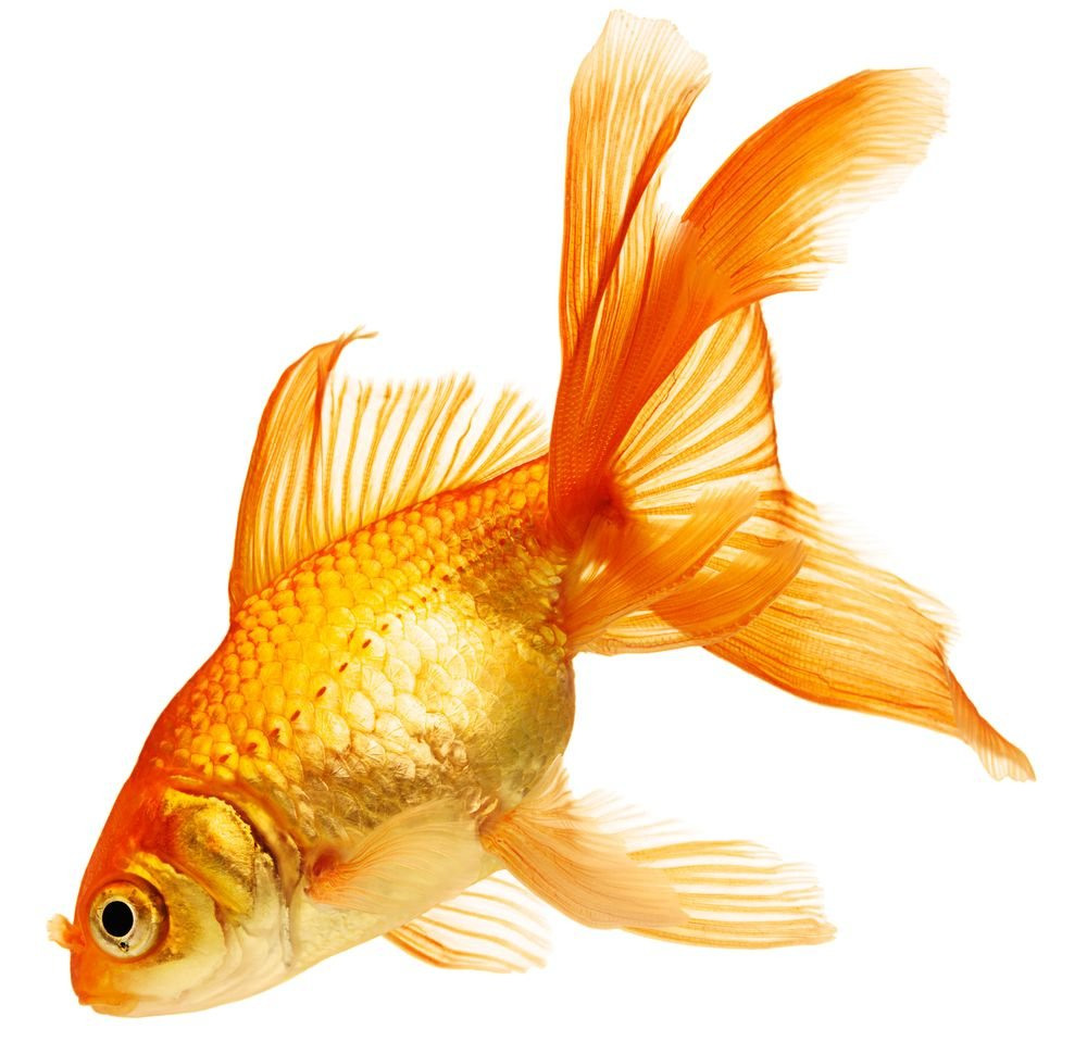 Золотая рыбка картинка прикольная