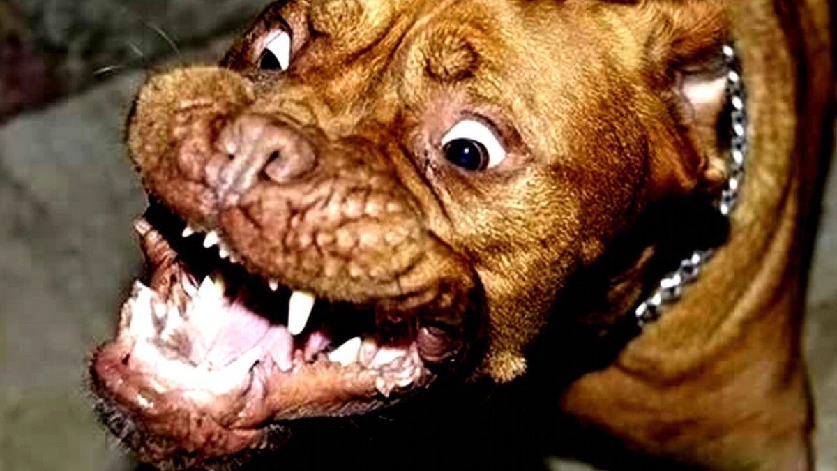 самая агрессивная в мире собака фото