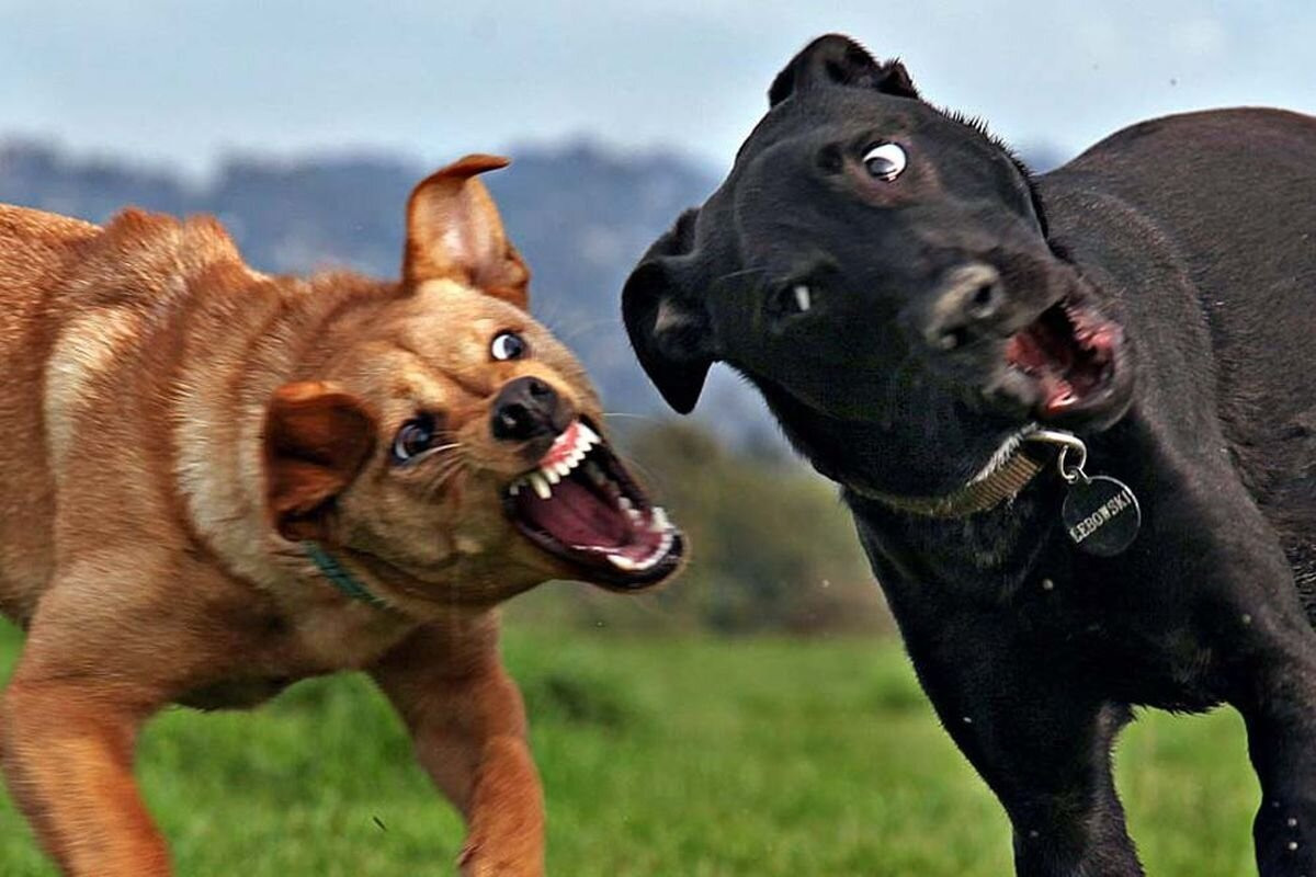 смешные фото животных собак