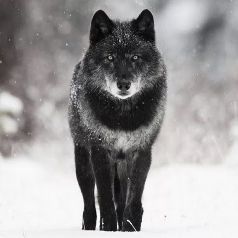 черный волк картинки