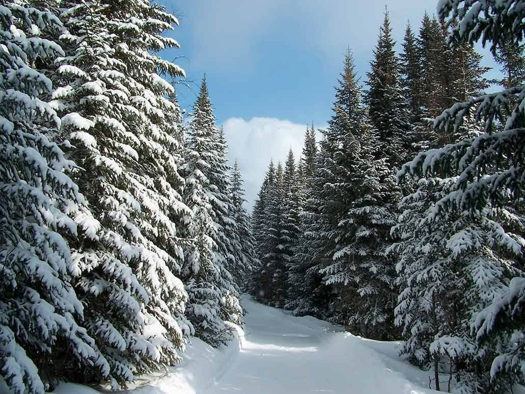 Зимний лес картинки красивые