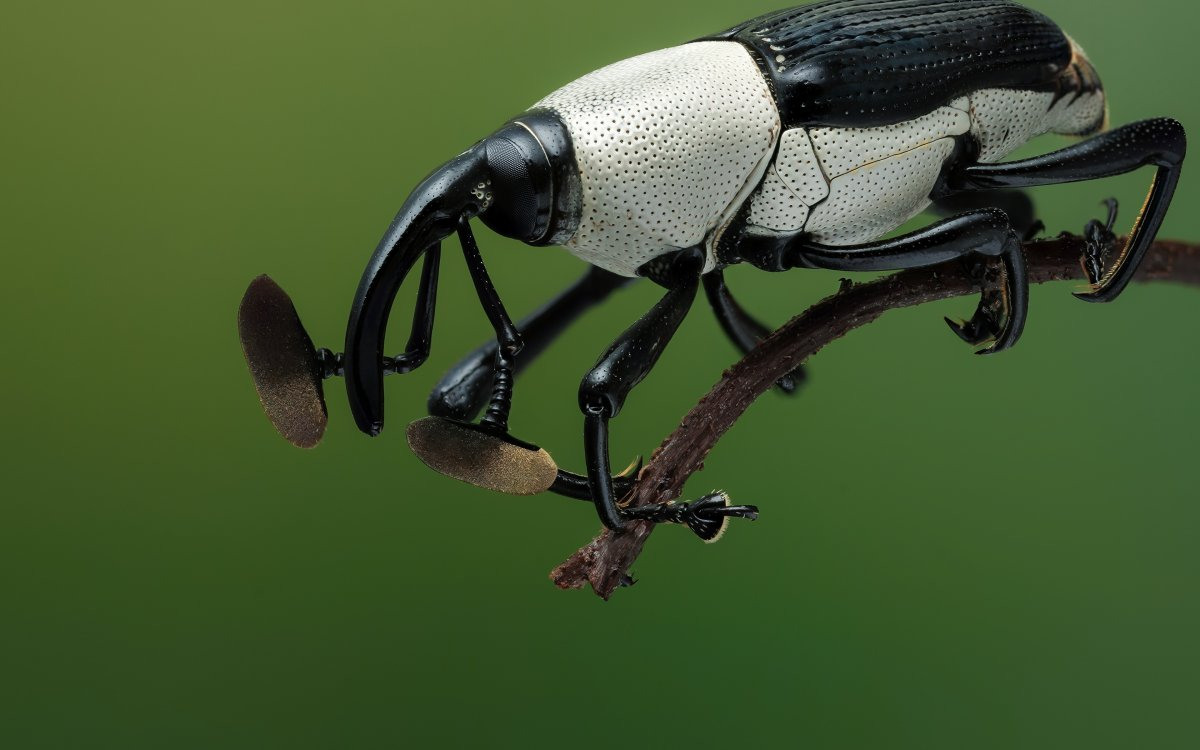 фото жуков насекомых