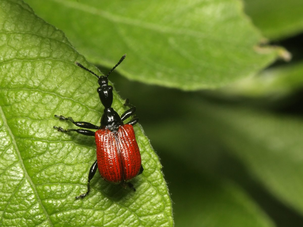 Какие бывают жуки фото и названия в природе