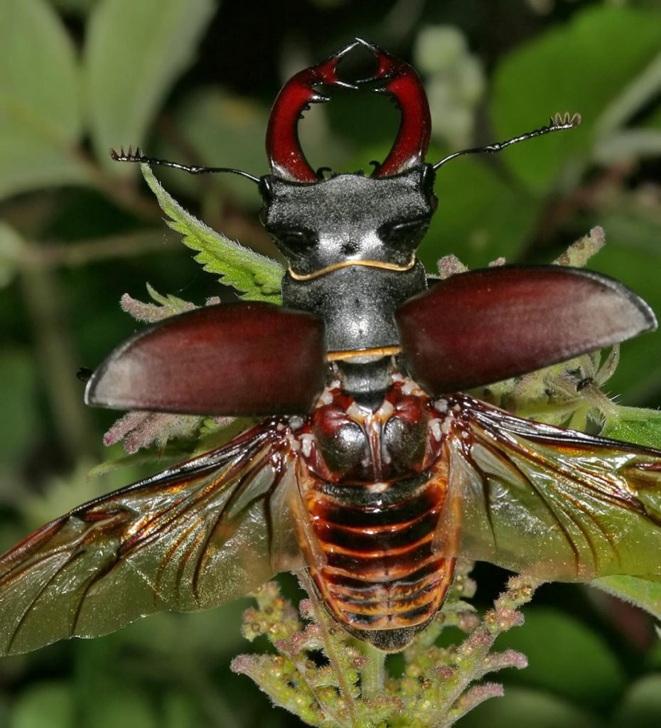 фото жуков насекомых