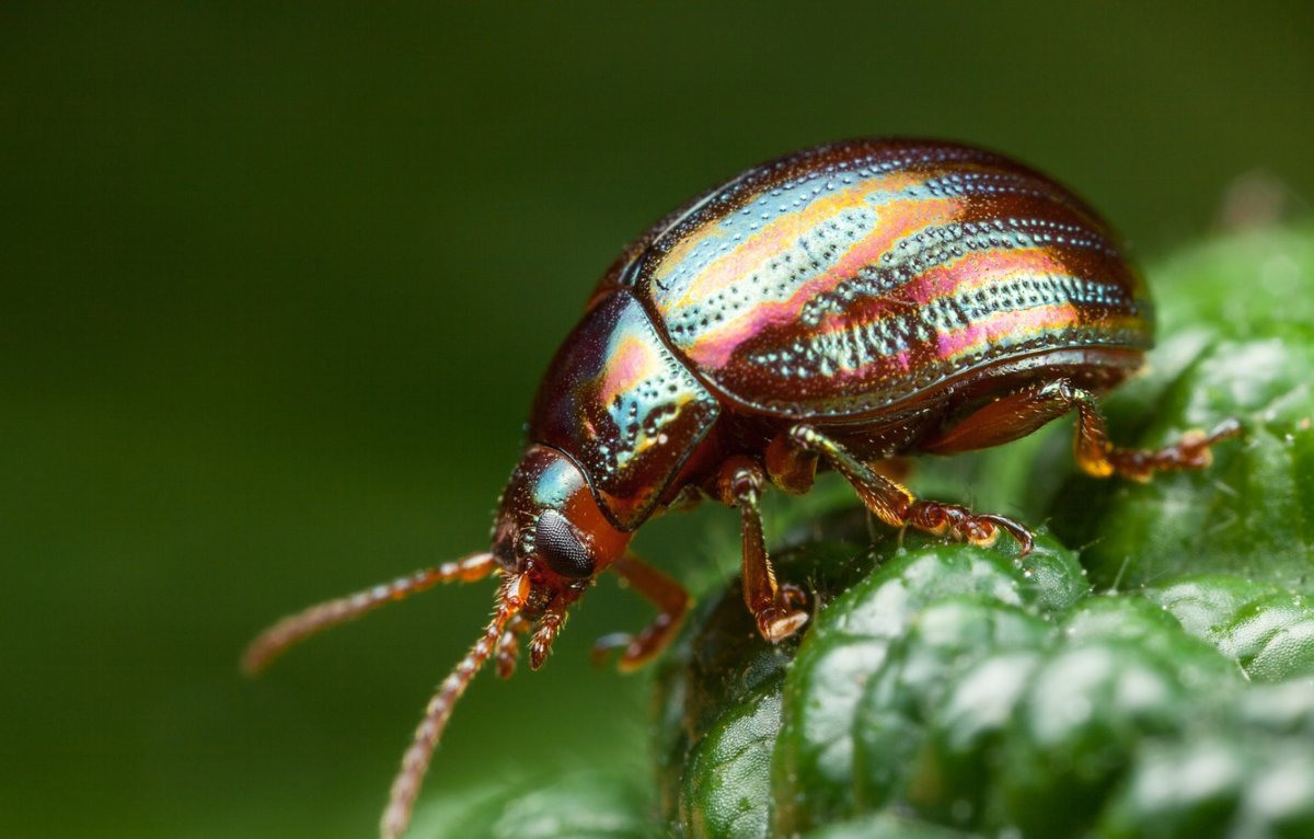 Фото жуков с названиями 1 класс жуки насекомые