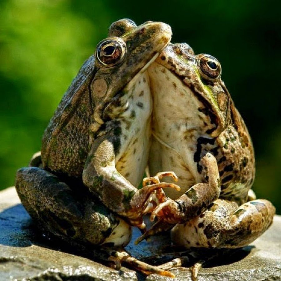 Прикольные фото жабы
