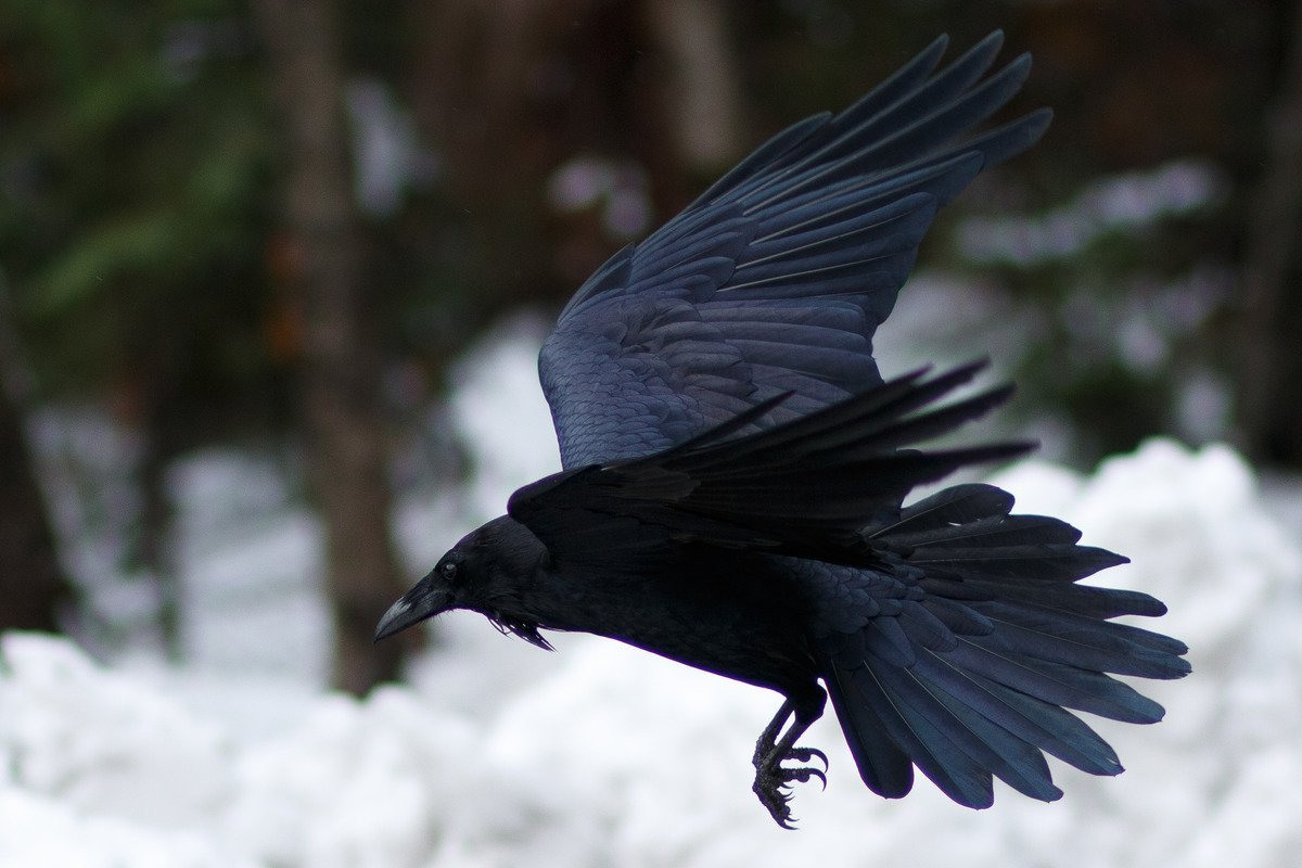 черный ворон фотографии