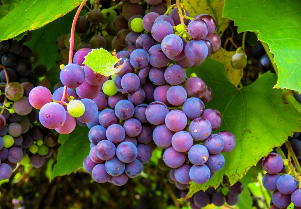 виноград князь трубецкой фото