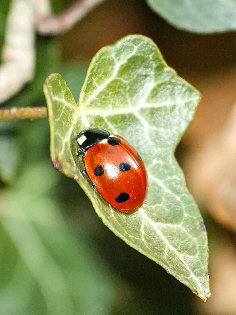 Фотография божьей коровки