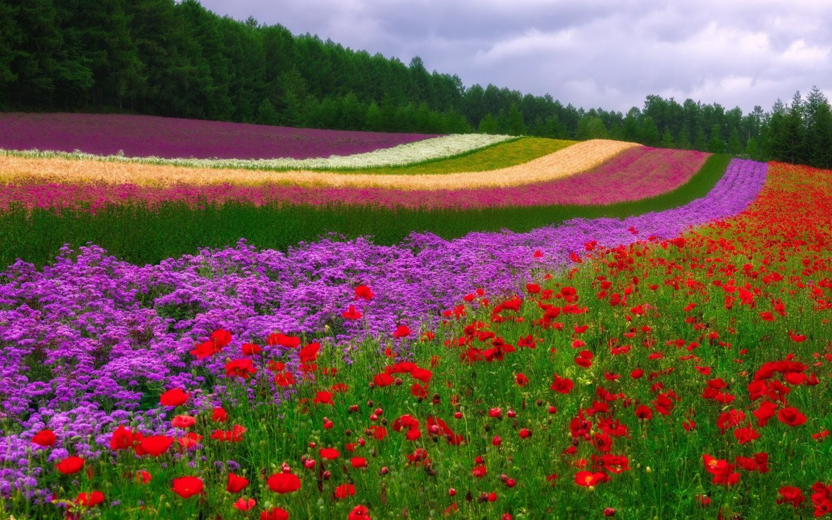 Красивое поле цветов фото