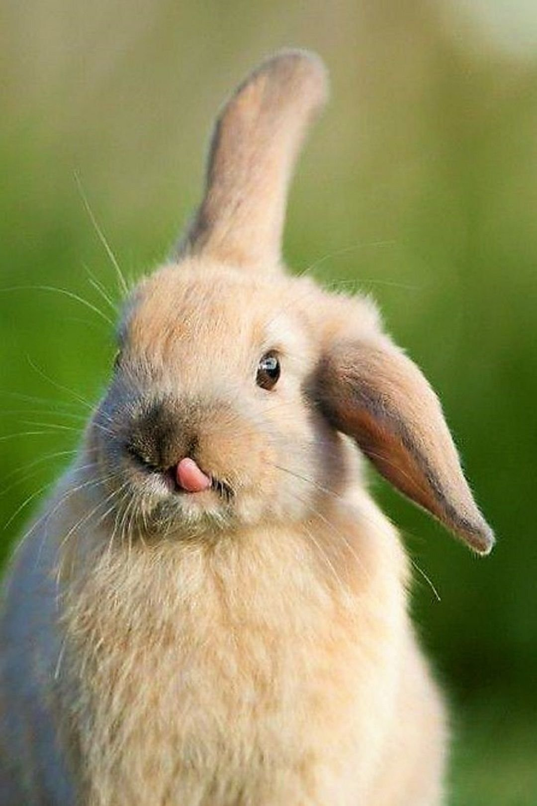 кролик есть картинки