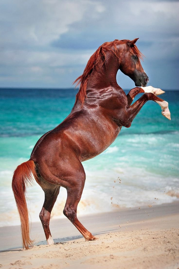 красивые лошади фото высоком
