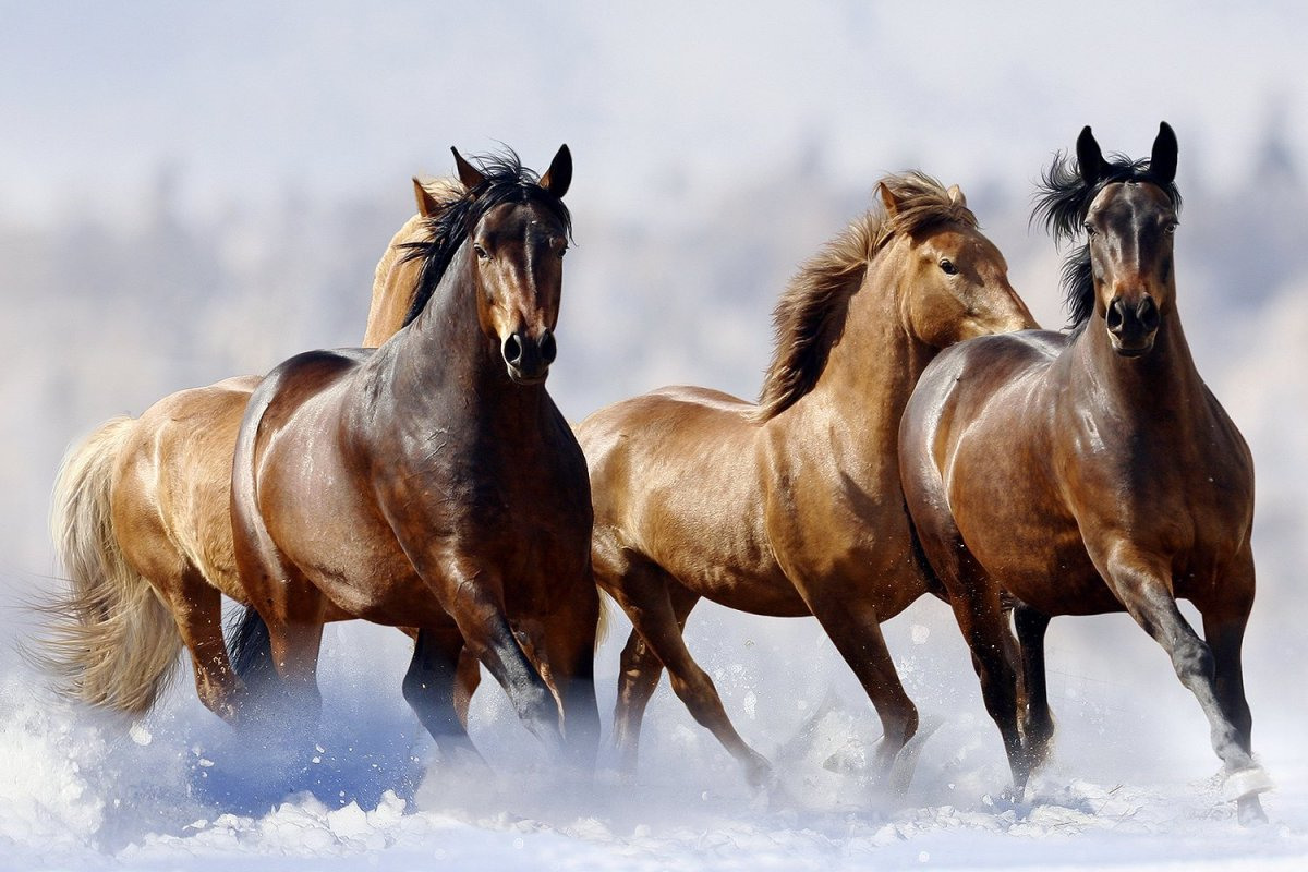 кони фотографии красивые